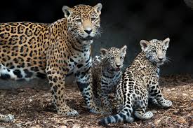 Adopt an animal today and help protect some of our most endangered wildlife and support other vital work around our planet. Houston Zoo S Baby Jaguars Are Already Stealing Hearts Beyond Cute Cubs Could Convert Even An Animal Hater