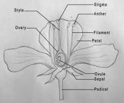 diagram of flamboyant flower brainly in