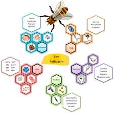 bacterial and viral pathogens of honeybees