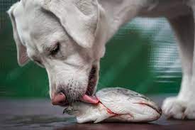 Mag een hond vis eten? - Dog Chef