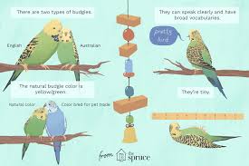 Learn All About Pet Budgie Birds