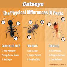 signs of carpenter ants catseye pest
