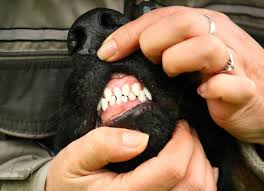 Your Dogs Gums Problems To Watch For