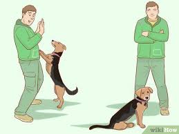 How To Stop A Dog From Jumping Up On
