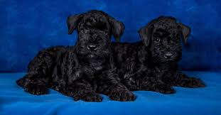 Kerry blue terrier puppies and dogs for sale in south carolina, usa on puppyfinder.com Kerry Blue Terrier Dog Breed Complete Guide Az Animals