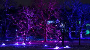 Tree Lights At The Morton Arboretum