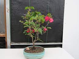red bougainvillea bonsai tree walmart com