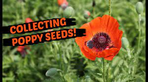 I love poppies, i have tried every year but just can't get them to grow from seed. How To Collect Poppy Seeds The Easiest Method Youtube
