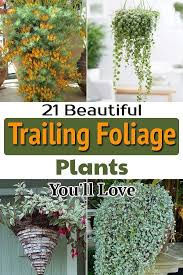 23 beautiful trailing foliage plants