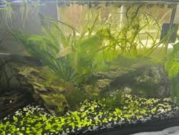 freshwater aquarium algae