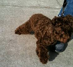 dog of the day toto the toy poodle