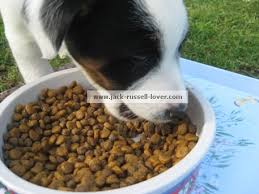 Feeding Puppies What To Feed Your Pup And When
