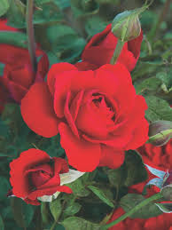 eight beautiful red roses