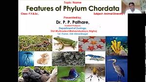 General biology | getting started | cells | genetics | classification | evolution | tissues & systems | additional material. Distinctive Features Of Phylum Chordata F Y Bsc Animal Diversity Youtube