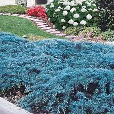 blue rug juniper ground cover