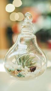 Have You Tried Displaying Air Plants
