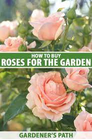 how to rose bushes for the garden