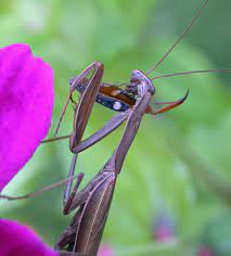 door to nature the praying mantis