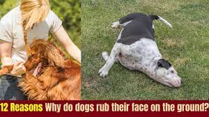 12 reasons why do dogs rub their face