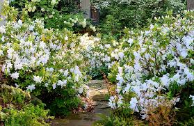 Now that you know when to trim azaleas and how to trim azalea bushes, you can keep your azalea bushes healthy and looking fabulous. When And How To Prune Azaleas Redeem Your Ground Rygblog Com