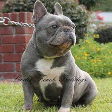 Bull is brindle & available for one thousand dollars. Blue Brindle French Bulldog Puppies Lindor French Bulldogs For Sale Brindle French Bulldog Bulldog Puppies French Bulldog Puppies