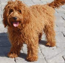 labradoodle size and weight