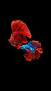 fishes fish red aquarium background