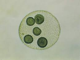 Volvox Genus Of Green Algae Britannica