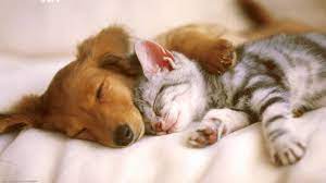 Dogs And Cats Cute Wallpapers ...