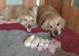 They are easily trained, and always patient and gentle with children. Golden Retriever Couple Watches Over Their Adorable Newborn Pups Go Animals