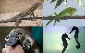 Contoh hewan ovovivipar selanjutnya adalah bunglon. 6 Contoh Hewan Ovovivipar Pengertian Ciri Dan Gambarnya Lengkap Ruangbiologi Co Id