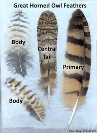 Bird Feathers Id Structure Types Colors