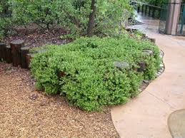 arctostaphylos emerald carpet