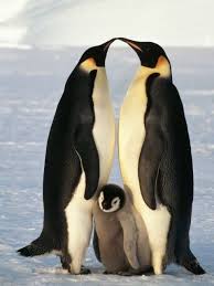 Resultado de imagen para Los pinguinos