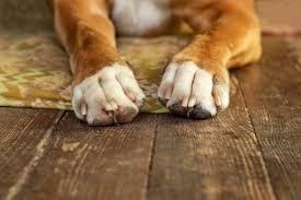 broken nails in cats dogs advice