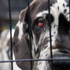 This list of the cutest great dane pictures has been ranked by dog lovers as the absolute cutest. Great Dane Puppy Mill Busted In Rural New Hampshire Wgme