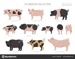 pig breeds collection farm s set