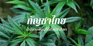 กฎกระทรวงปลดล็อก กัญชง ให้คนไทยปลูกได้ทุกคน ใช้ได้ทุกวัตถุประสงค์ มีผล 29 ม.ค.นี้ เล็งเป็นพืชเศรษฐกิจใหม่ Thai Cannabis Medicinalthaicannabis