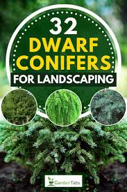 32 Dwarf Conifers For Landscaping