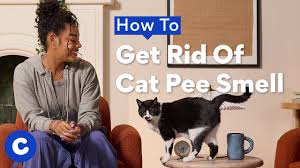 how to get rid of cat smell yes