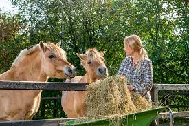 misconceptions about equine nutrition
