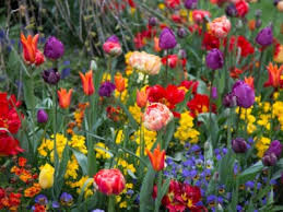 Planting Bulbs In Your Flower Garden