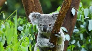 koala poses like a total supermodel and