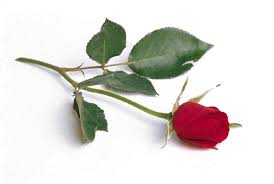 Risultati immagini per una rosa rossa