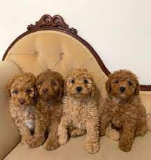 poodle in penrith 2750 nsw dogs