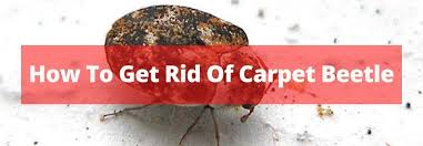 carpet beetles in the uk
