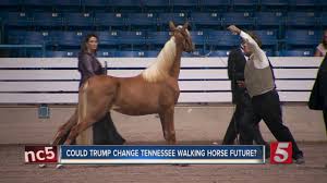 Tennessee walking horse breeders & exhibitors association. Usda Bans Tools Used In Tennessee Walking Horse Industry Youtube