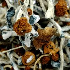 Blue Meanie Psilocybin Magic Mushrooms | Magic Mushies