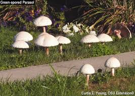 Most mushrooms are beneficial to lawns, because they help break down dead material and return nutrients to the soil. Mushrooms In The Yard To Eat Or Not To Eat Has Been A Common Question Bygl