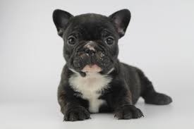 The Complete French Bulldog Puppy Guide For New Frenchie
